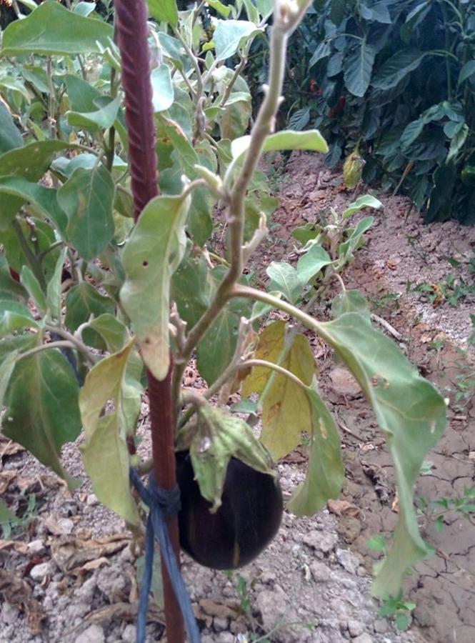 Caseta Manigotxa Deltebre